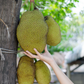 Jackfruit Seedling (Artocarpus heterophyllus)