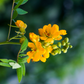 Jamaican Dandelion (Senna occidentalis)