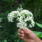 Elderberry, Florida Native (Sambucus canadensis)
