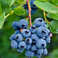 Blueberry 'Jewel' (Vaccinium corymbosum)