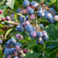 Blueberry 'Jewel' (Vaccinium corymbosum)