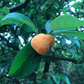 Kwai Muk (Artocarpus hypargyraeus)