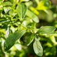 Jamaican Mint Tree, Kama Sutra Mint (Satureja viminea)