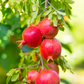 Pomegranate 'Kara Bala Miursal' Punica granatum)