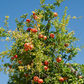 Pomegranate 'Kara Bala Miursal' Punica granatum)