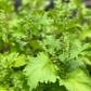 Korean Perilla (Perilla frutescens)