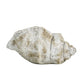 Cast Concrete Conch Shell Planter | 2 Sizes
