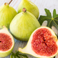 Fig 'LSU Gold' (Ficus carica)