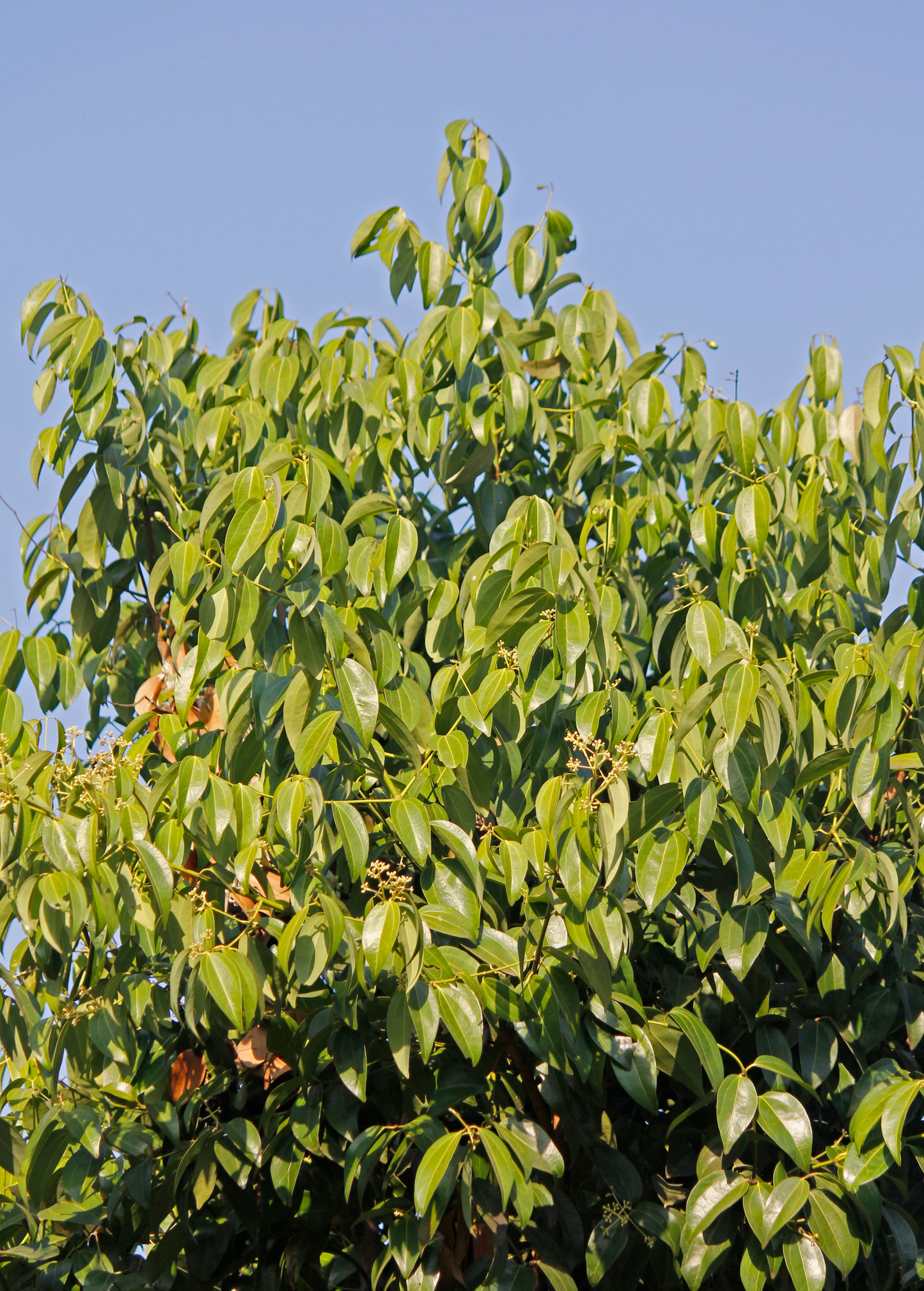 Bay Leaf, Bay Laurel (Laurus nobilis)