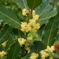 Bay Leaf, Bay Laurel (Laurus nobilis)
