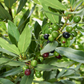 Bay Leaf, Bay Laurel (Laurus nobilis)