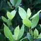 Bay Leaf, Bay Laurel (Laurus nobilis)
