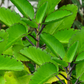 Leaf of Life (Bryophyllum pinnatum)