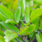 Leaf of Life (Bryophyllum pinnatum)