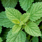 Lemon Balm (Melissa officinalis)
