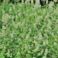 Lemon Balm (Melissa officinalis)
