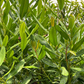 Lemon Bay Rum (Pimenta racemosa var. citrifolia)