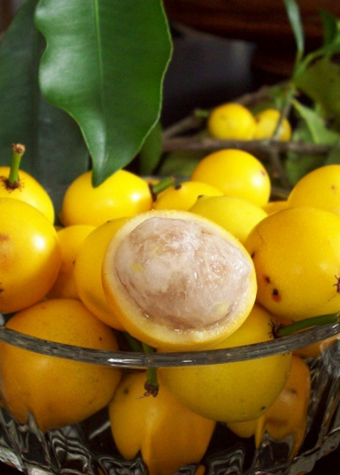 Lemon Drop Mangosteen (Garcinia intermedia)