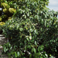 Lemon Drop Mangosteen (Garcinia intermedia)