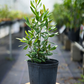 Lemon Bay Rum (Pimenta racemosa var. citrifolia)