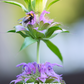 Bergamot Bundle: 'Lemon' & 'Sweet Leaf' Bergamot Plants