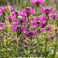 Bergamot Bundle: 'Lemon' & 'Sweet Leaf' Bergamot Plants