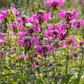 Bergamot, 'Sweet Leaf' (Monarda fistulosa)