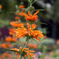 Wild Dagga (Leonotis leonurus)