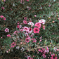 New Zealand Tea (Leptospermum scoparium)