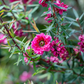 New Zealand Tea (Leptospermum scoparium)