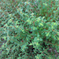 Jamaican Oregano (Lippia micromera)