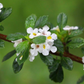 Jamaican Oregano (Lippia micromera)
