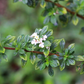 Jamaican Oregano (Lippia micromera)