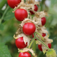 Litchi Tomato (Solanum sisymbriifolium)