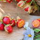 Litchi Tomato (Solanum sisymbriifolium)