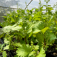 Korean Perilla (Perilla frutescens)