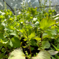 Korean Perilla (Perilla frutescens)