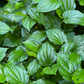 Lolot (Piper sarmentosum)