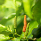 Long Pepper (Piper longum)
