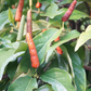 Long Pepper (Piper longum)