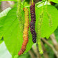 Mulberry 'Pakistan' (Morus macroura)