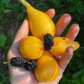 Loquat Seedling (Eriobotrya japonica)