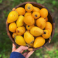 Loquat 'Christmas' (Eriobotrya japonica)
