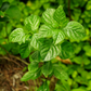 Magenta Leaf Plant, Lá Cẩm (Peristrophe roxburghiana)