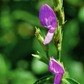 Magenta Leaf Plant, Lá Cẩm (Peristrophe roxburghiana)