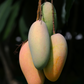 Mango 'Mahachanok' (Mangifera indica)