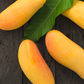 Mango 'Mahachanok' (Mangifera indica)