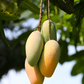 Mango 'Mahachanok' (Mangifera indica)