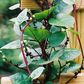 Malabar Spinach (Basella alba)