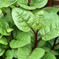 Malabar Spinach (Basella alba)
